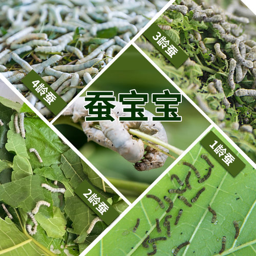 蚕宝宝新鲜桑叶蚕桑活体