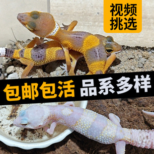 豹纹守宫蜥蜴活物无毒可爱易养异宠小型温顺守宫蜥蜴豹纹守宫幼体