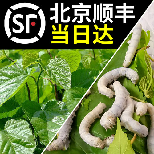 蚕叶养蚕专用北京顺丰同城