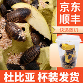顺丰京东杯装 杜比亚蟑螂活体幼体亚成各种规格蜥蜴龙鱼龟活体包活