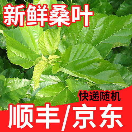 新鲜桑叶蚕宝宝饲料北京发货
