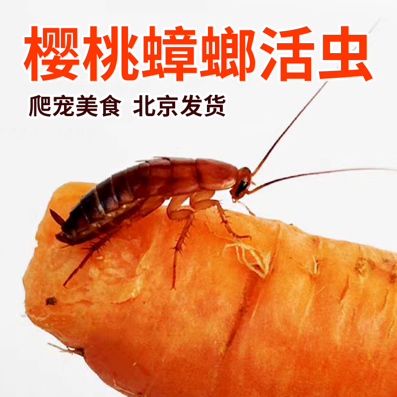 樱桃蟑螂活虫幼体蜥蜴角蛙守宫乌龟龙鱼活体饵饲料包活爬虫食物