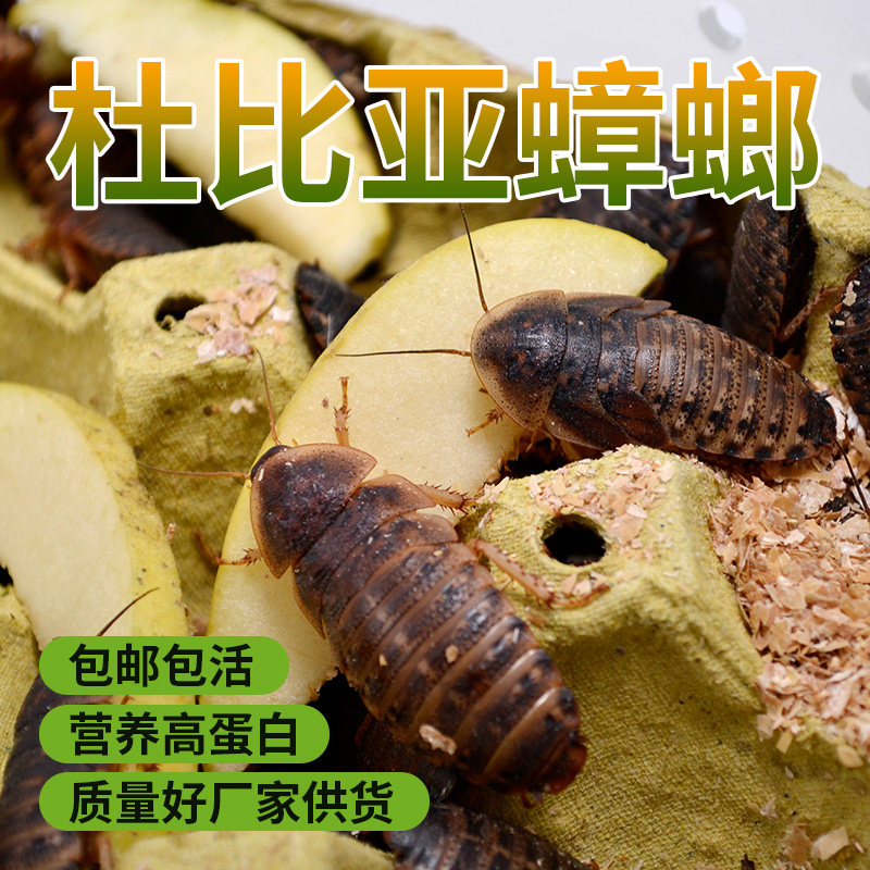 杜比亚蟑螂活体饲料包活