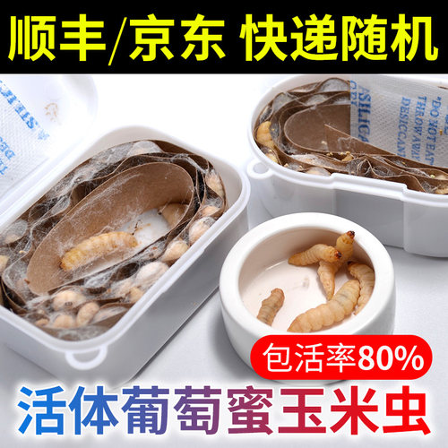 葡萄玉米虫活体蜡螟钓饵顺丰京东