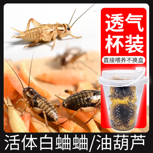 蛐蛐蟋蟀活体透气杯装发货