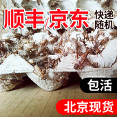 顺丰 京东白蟋蟀黑蟋蟀针头蟋蟀活虫蛐蛐油葫芦龙鱼角蛙守宫蜥蜴