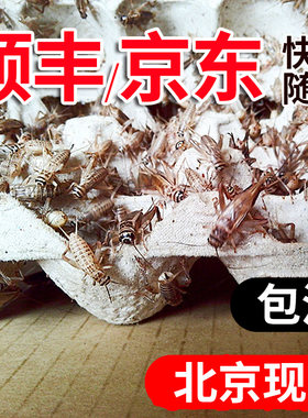 油葫芦活虫蟋蟀蛐蛐针头蟋蟀