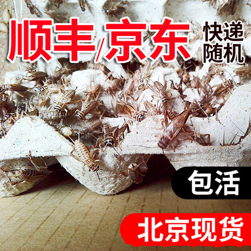 油葫芦活虫蟋蟀蛐蛐针头蟋蟀