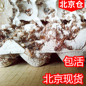 白蟋蟀黑蟋蟀针头蟋蟀活体蛐蛐油葫芦龙鱼角蛙守宫蜥蜴蜘蛛鸟食