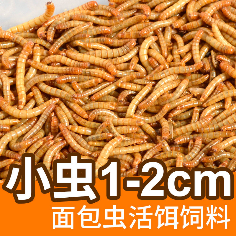 面包虫活体蜘蛛乌龟守宫角蛙