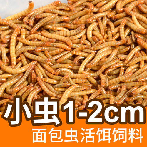 面包虫活体蜘蛛乌龟守宫角蛙