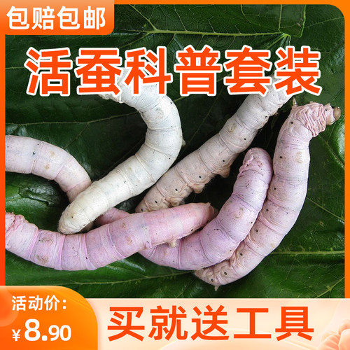 蚕宝宝活体套装新鲜桑叶孵化科普