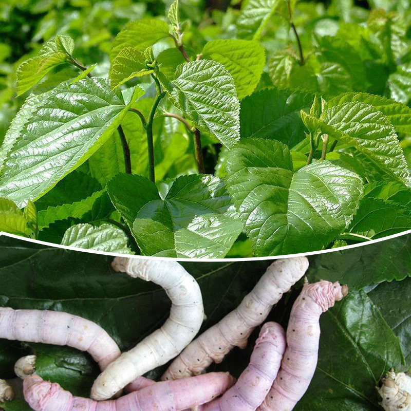 蚕宝宝套装北京发货养蚕