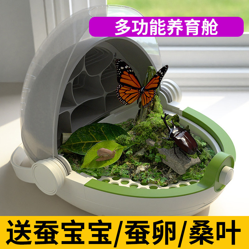 蚕宝宝养育仓活物养蚕套装