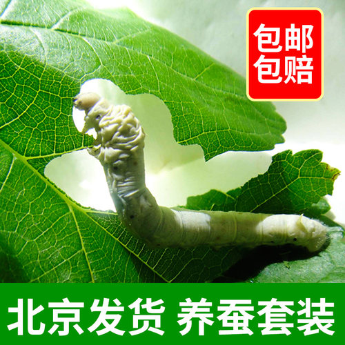 桑叶鲜嫩活体蚕宝宝饲料学生