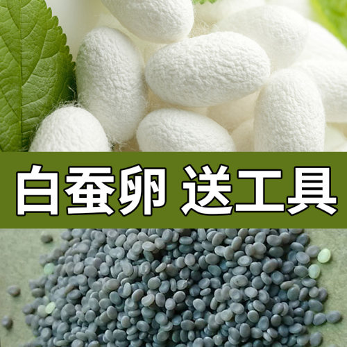 蚕卵蚕宝宝卵蚕种桑叶