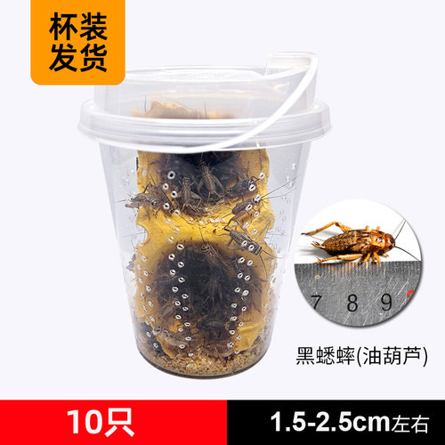 杯装油葫芦黑蟋蟀针头蟋蟀活体蛐蛐龙鱼角蛙守宫蜥蜴鸟食