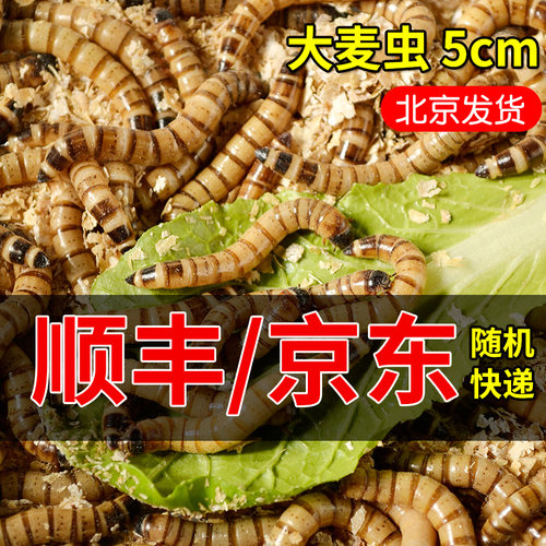 顺丰京东大麦虫活虫营养高蛋白 龙鱼守宫刺猬蜘蛛蝎子仓鼠活体宠