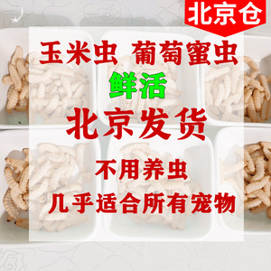 葡萄蜜玉米虫活体蜜虫小号葡萄密虫大蜡螟幼钓饵鱼饵鸟虫仓鼠刺猬