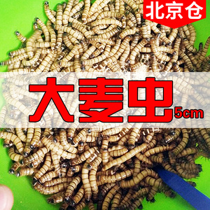 大麦虫活虫营养高蛋白 龙鱼守宫刺猬蜘蛛蝎子仓鼠活体宠物龟饲料