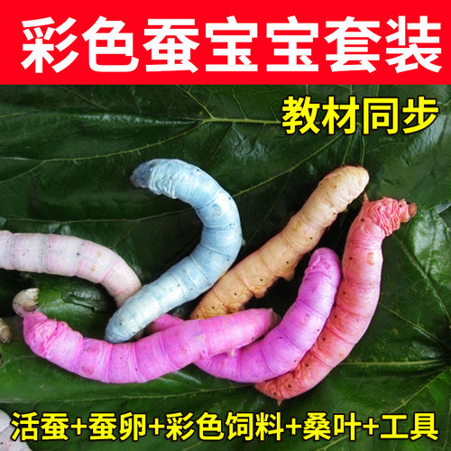 学生养蚕蚕宝宝孵化盒
