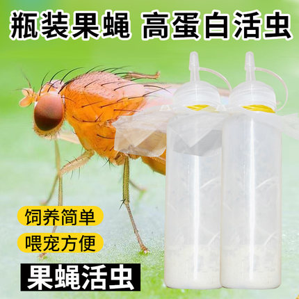 果蝇活虫高蛋白活物螳螂食物树蛙活体饲料跳蛛蚂蚁饲料幼体食物