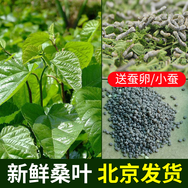 养蚕日记蚕宝宝蚕卵北京发货