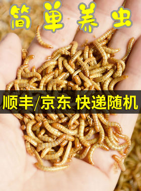 顺丰京东面包虫活虫黄粉体活食物
