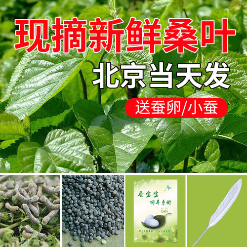 蚕宝宝套装鲜嫩桑叶蚕卵