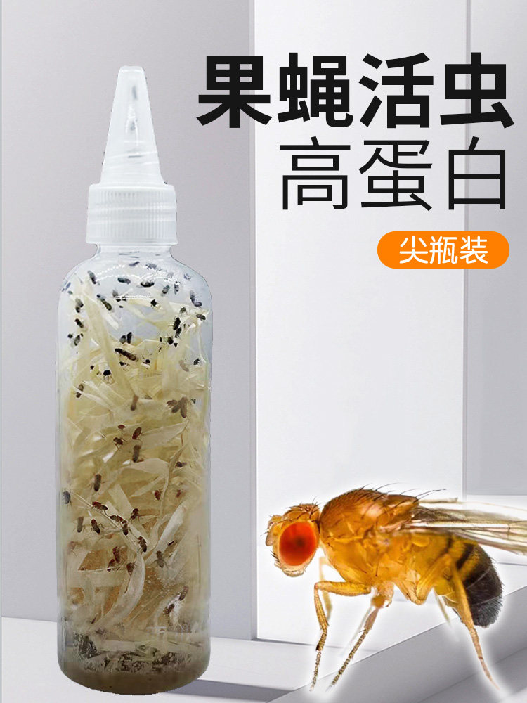 果蝇活虫高蛋白活物螳螂食物树蛙活体饲料跳蛛蚂蚁饲料幼体食物