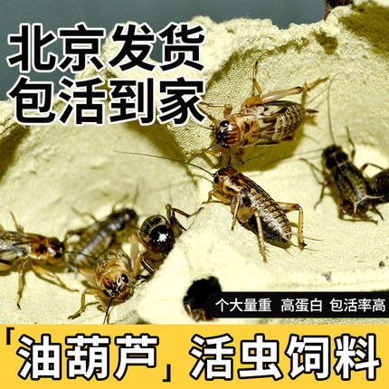 油葫芦蟋蟀黑蟋蟀针头蟋蟀活体蛐蛐角蛙龙鱼守宫蜥蜴活虫饲料北京