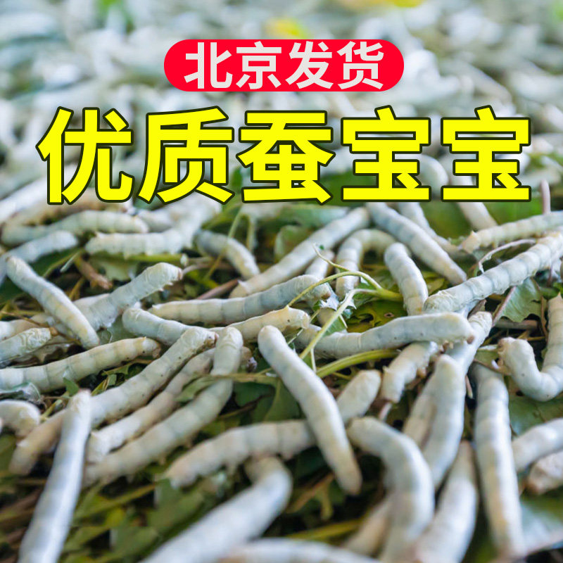 蚕宝宝1234龄活体彩卵春蚕大小幼虫活物套装学生儿童新鲜桑叶配件