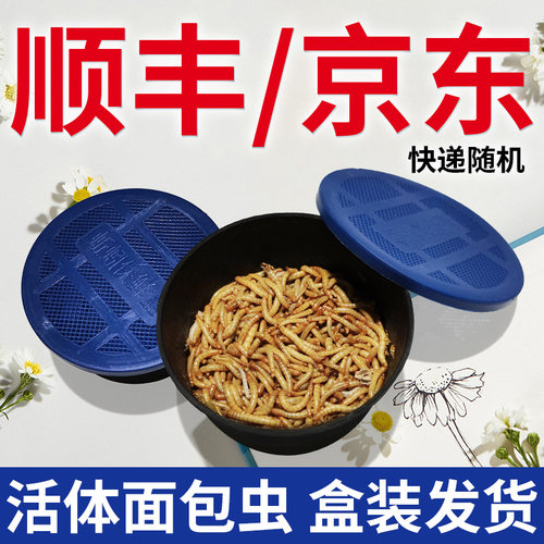 透气小盒面包虫顺丰京东快递随机