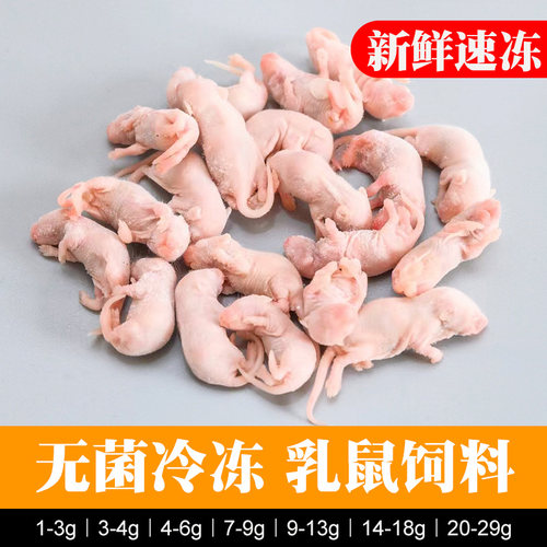 无菌速冻小白鼠乳鼠红皮