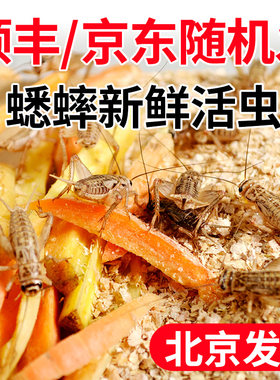 油葫芦蟋蟀活体蛐蛐北京发货