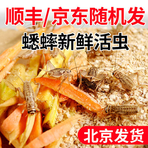油葫芦蟋蟀活体蛐蛐北京发货
