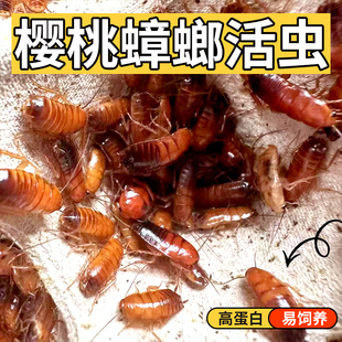 樱桃蟑螂活虫幼体蜥蜴角蛙守宫乌龟龙鱼活体饵饲料包活爬虫食物