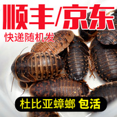 顺丰京东杜比亚蟑螂活虫繁殖组幼体蜥蜴角蛙守宫乌龟龙鱼活体饵饲