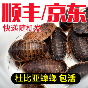 顺丰京东杜比亚蟑螂活虫繁殖组幼体蜥蜴角蛙守宫乌龟龙鱼活体饵饲