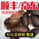 顺丰京东杜比亚蟑螂活虫繁殖组幼体蜥蜴角蛙守宫乌龟龙鱼活体饵饲