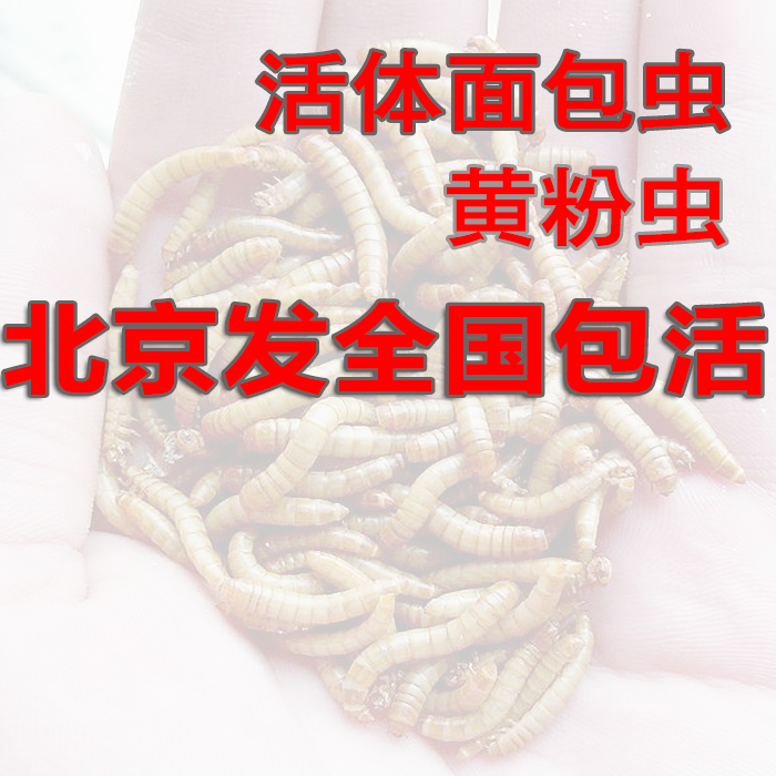 面包虫活体包邮黄粉虫活体宠物饲料面包虫子饵料 龙鱼蜥蜴龟蛙鸟