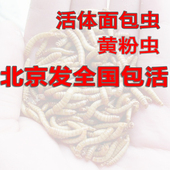 龙鱼蜥蜴龟蛙鸟 黄粉虫活体宠物饲料面包虫子饵料 面包虫活体 包邮