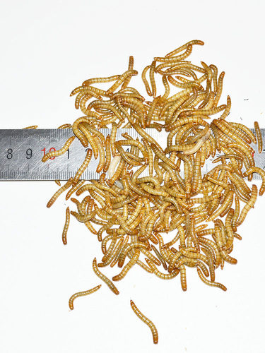 活体面包虫又名黄粉虫鲜活