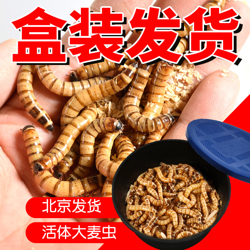 活体大麦虫大麦虫nomo
