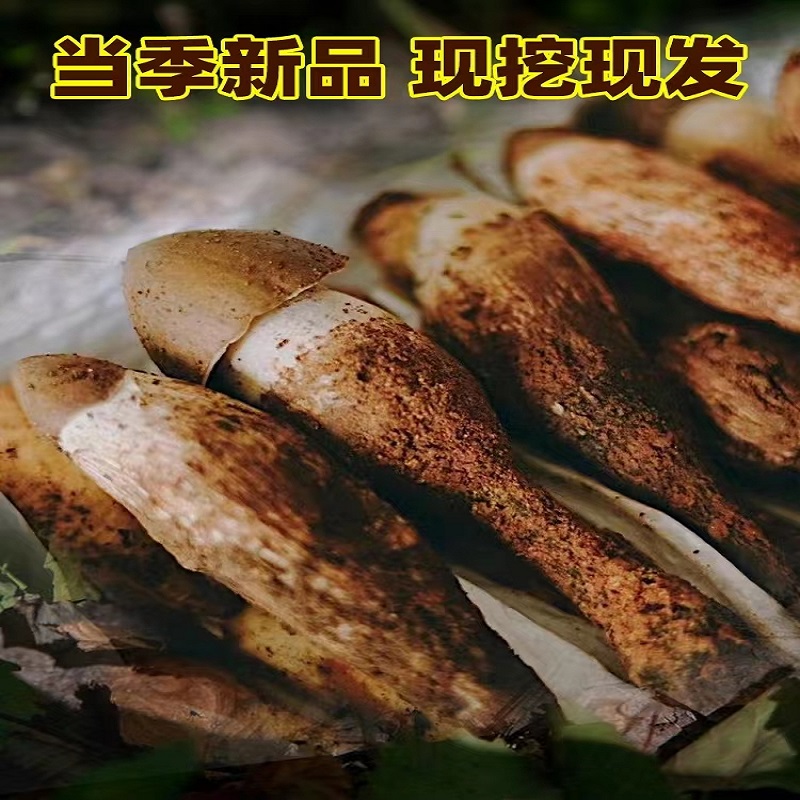 】大凉山新鲜鸡枞新鲜上市