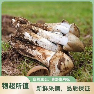 雞樅菌新鮮荔枝菌三塔菇食用菌菇四川云南特產野生雞樅 順豐空運