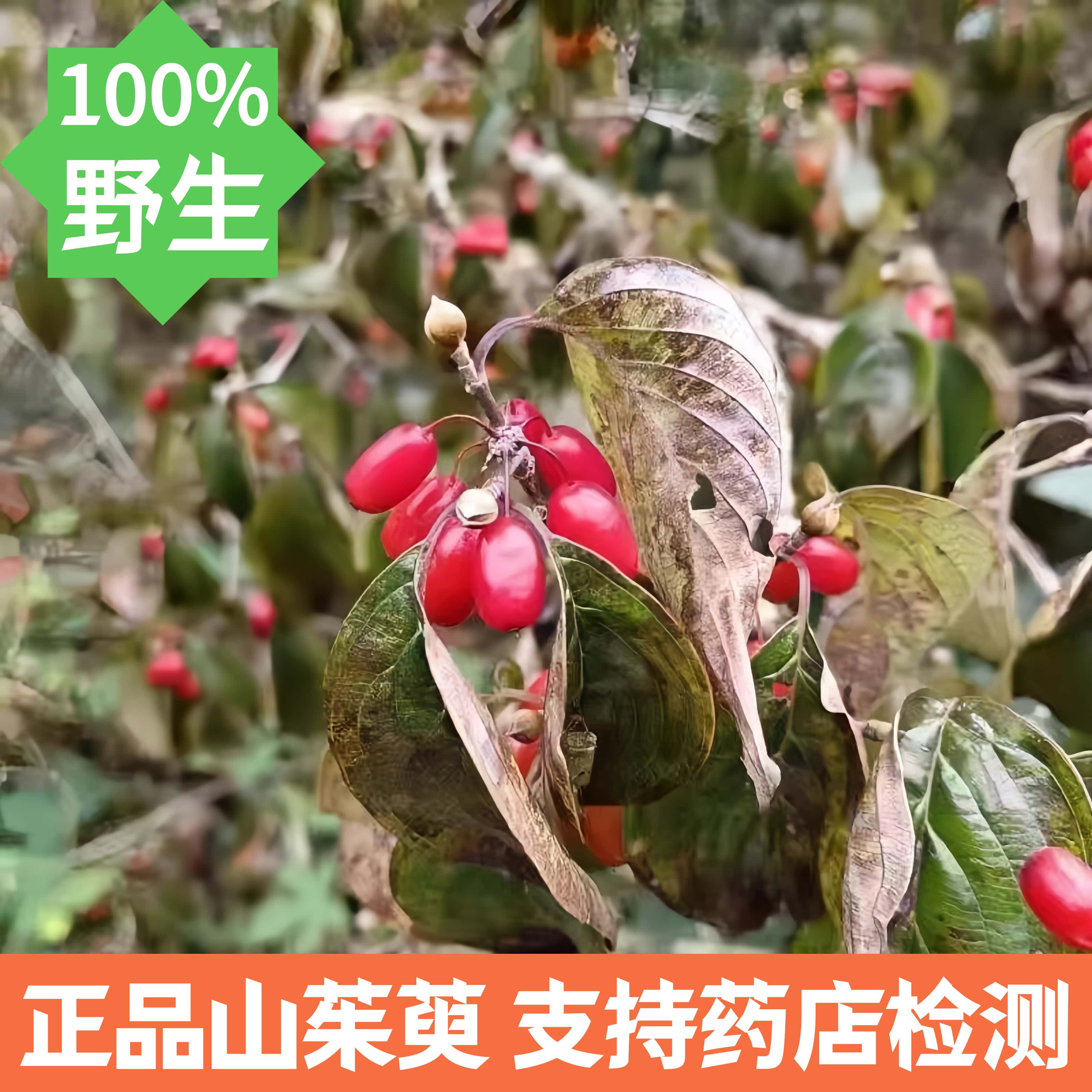 野生山茱萸熟地正品中药材熟地黄山萸肉养生茶包山芋肉功效与作用
