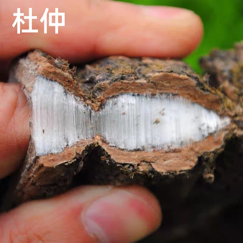 四川野生老树杜仲去粗皮泡酒料