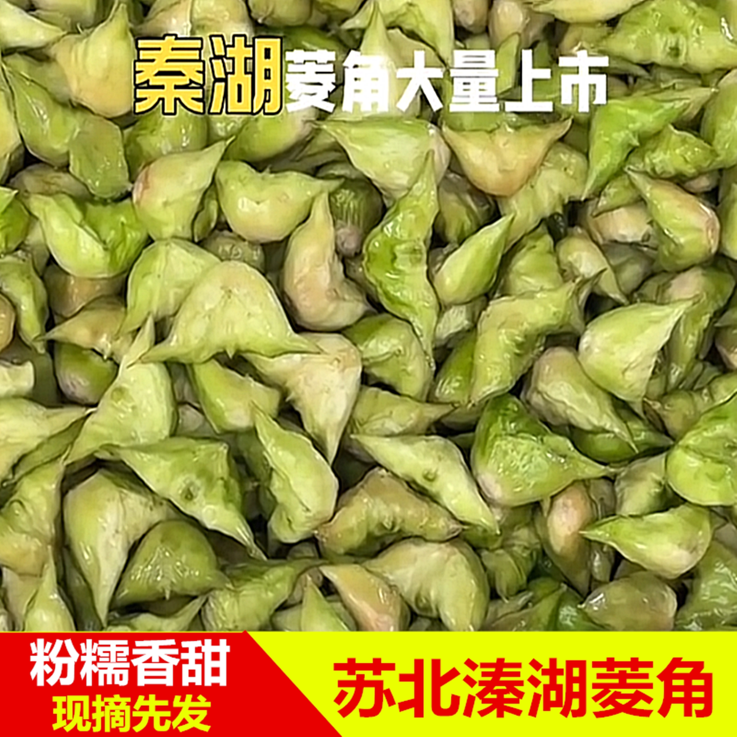 溱潼溱湖菱角现摘粉糯5斤装