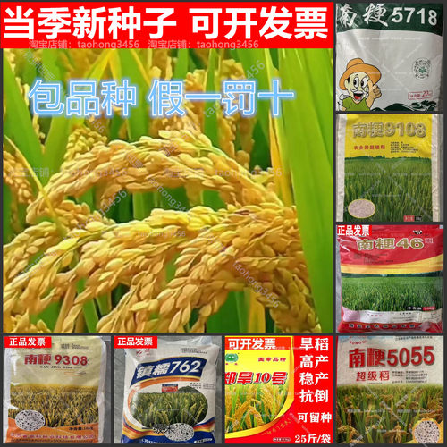 水稻香米种子旱稻糯稻种子正品